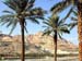 En Gedi palm trees