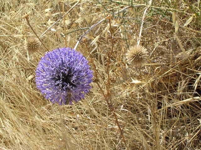 Galilee Field Flower