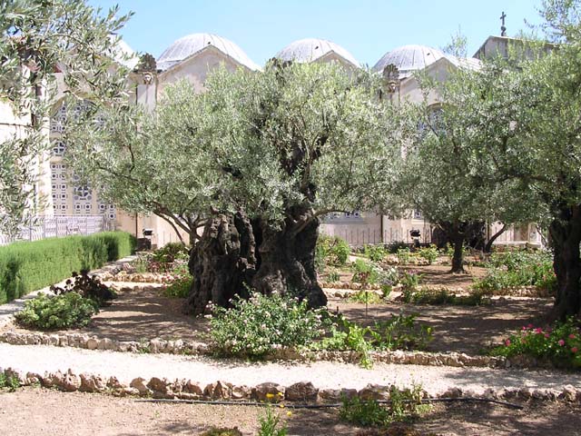 Gethsemene(1)_2