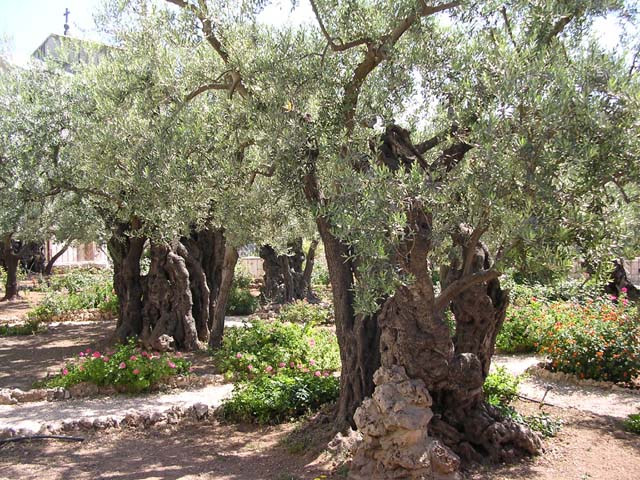 Gethsemene(2)