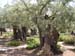 Gethsemene(2)