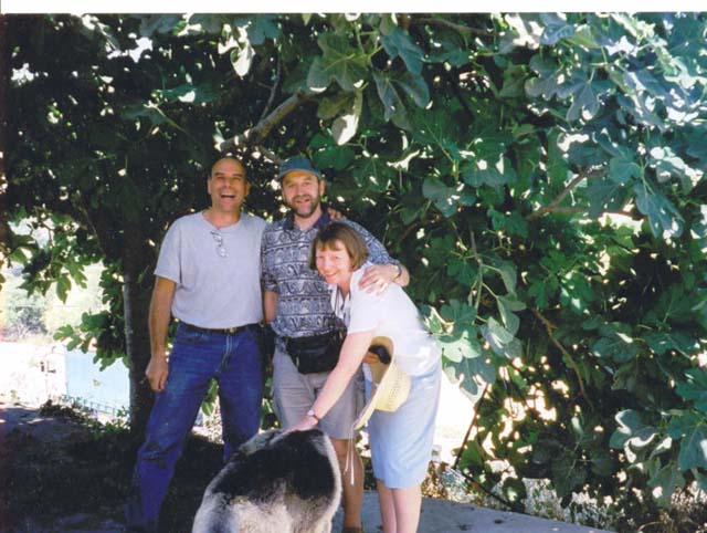 Under the fig tree