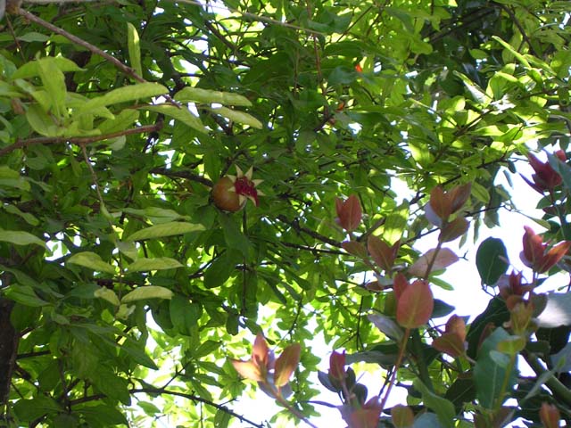 Megiddo Pomegranate
