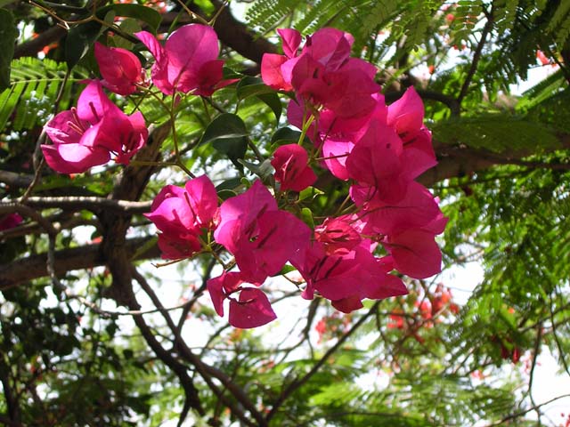 Galilee Beatitudes Flowers(1)