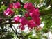 Galilee Beatitudes Flowers(1)