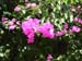 Galilee Beatitudes Flowers(2)
