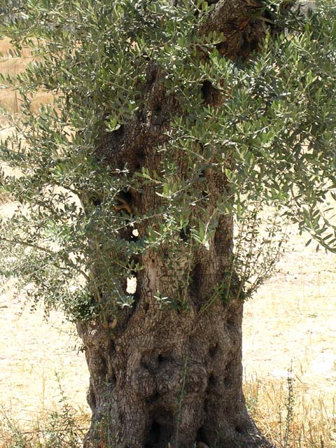 Nazareth Village Olive Tree