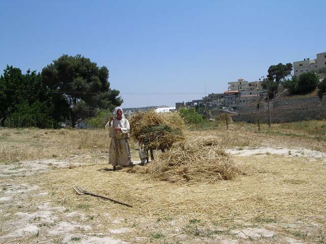 Nazareth Village Wheat Gathering