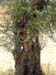 Nazareth Village Olive Tree