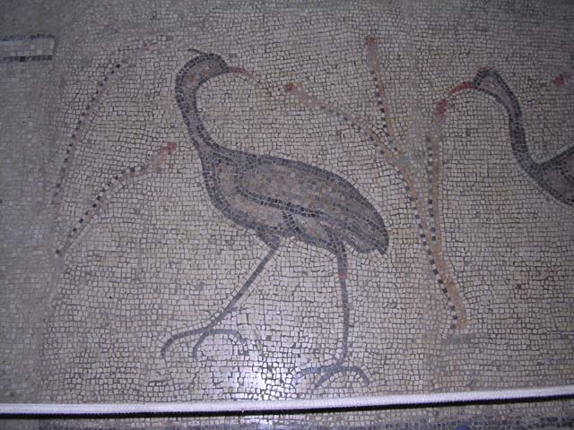 Tabgha Floor(2)
