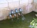 Tabgha Spring